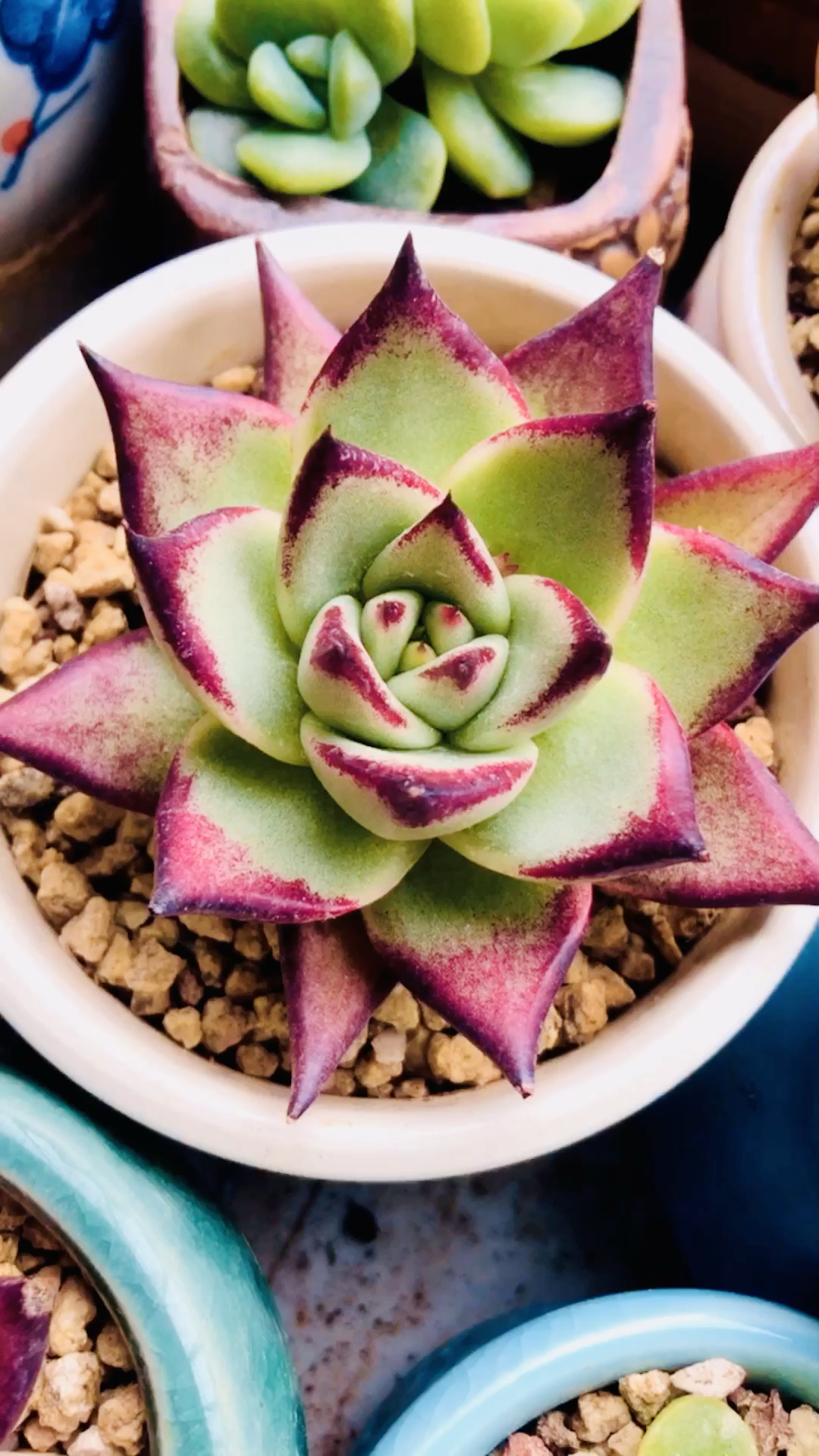 一周辛苦啦!让我们边听音乐边欣赏多肉吧(看看多肉的名字适合它吗)