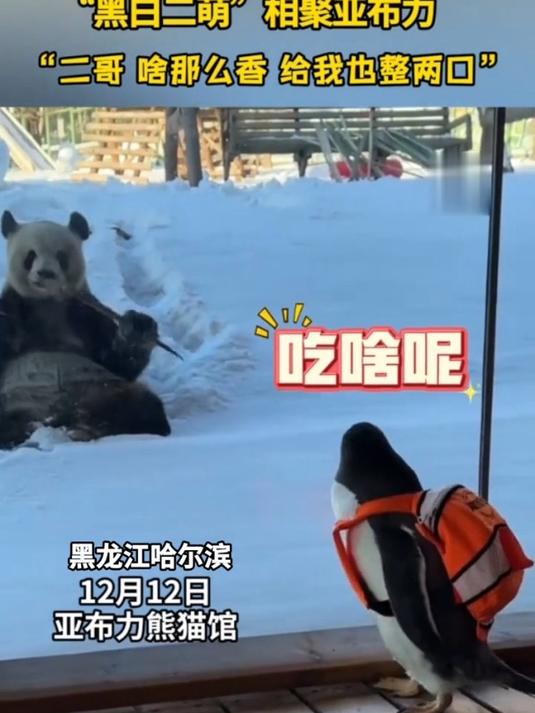 小企鹅与大熊猫同框,“黑白二萌”相聚亚布力