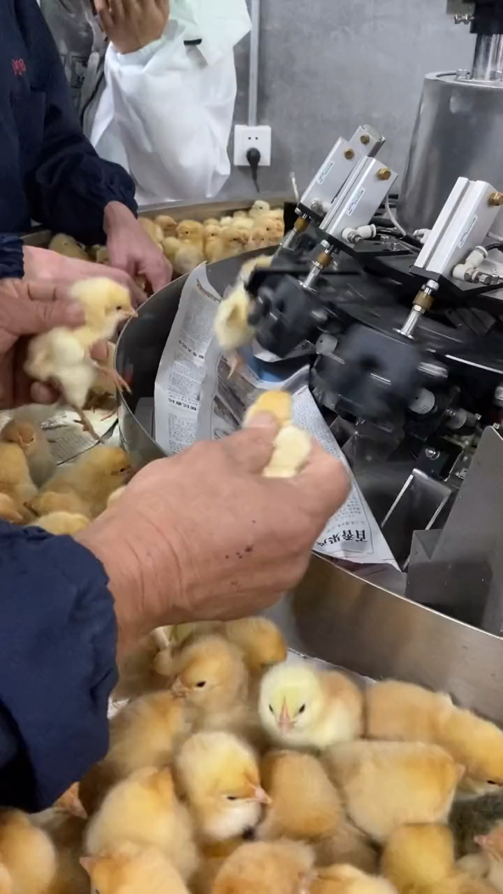 1日龄的雏鸡正在接种疫苗,预防鸡马利克氏病