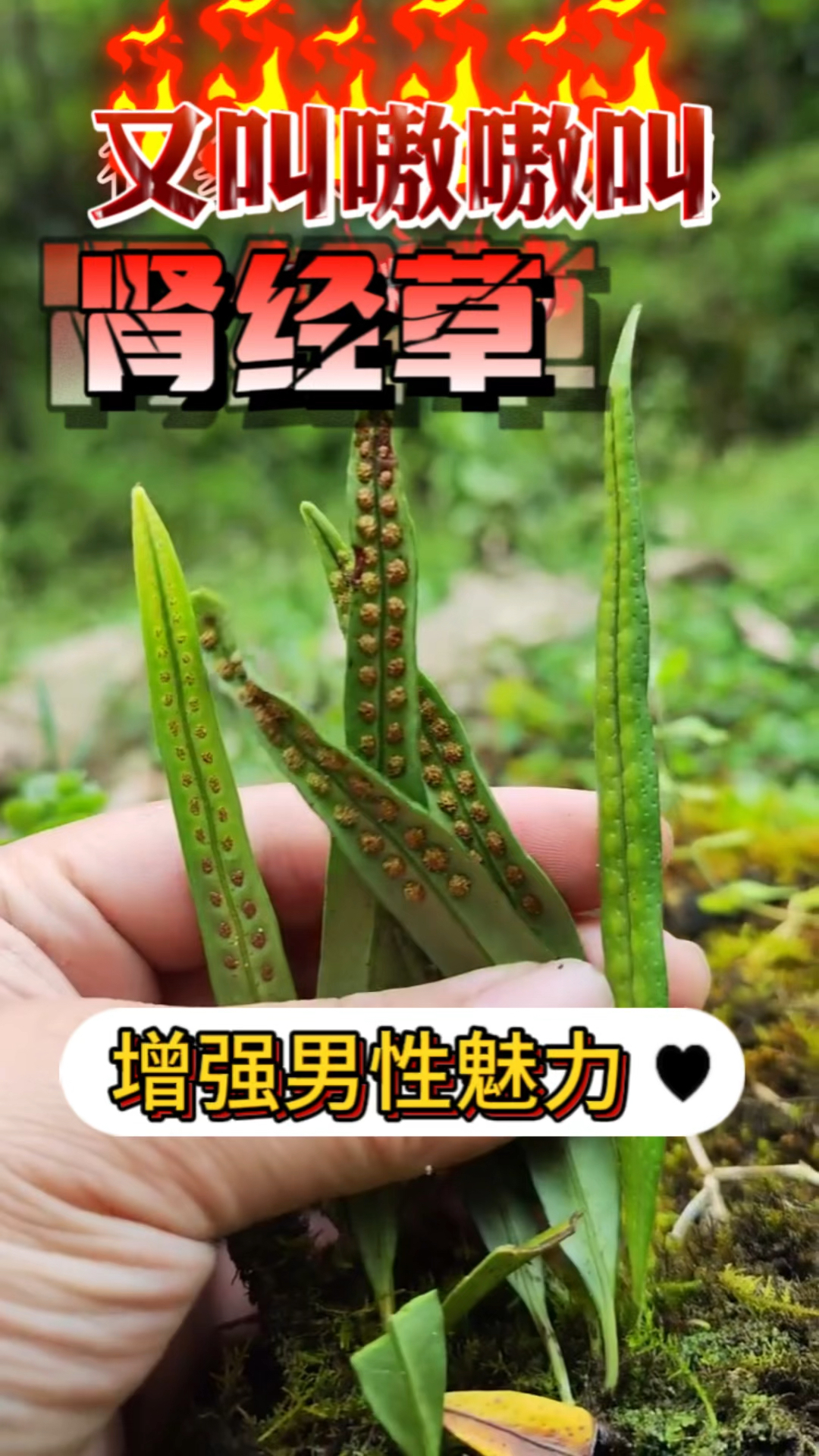 肾经草-也叫“嗷嗷叫”