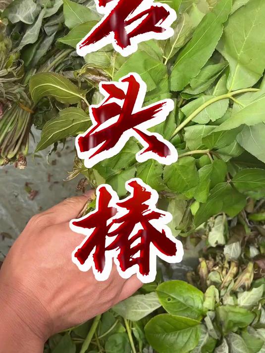 石头菜，也叫石头椿。多从石头缝里长出来，直接吃有点苦味