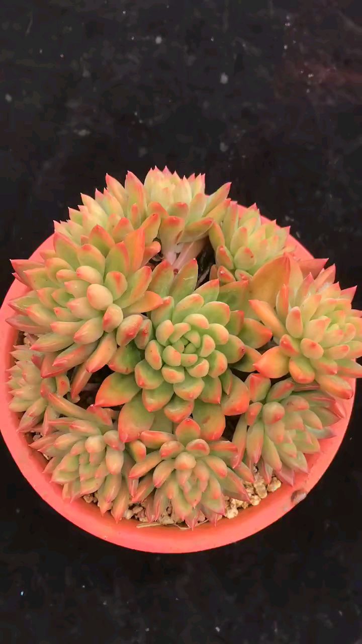 冰心公主,多肉自然捧花,果冻粉透