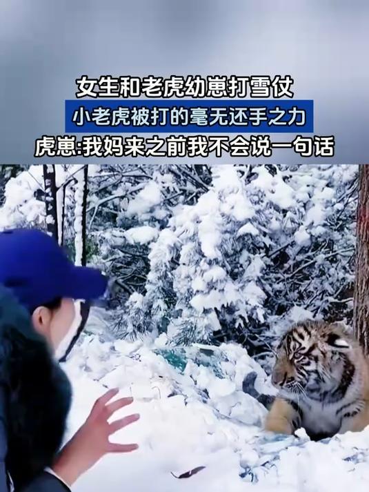 女生和老虎幼崽打雪仗,小老虎被打的毫无还手之力?