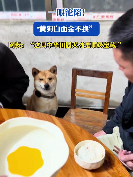 一眼沦陷!黄狗白面金不换,这只中华田园犬才是顶级宝藏!