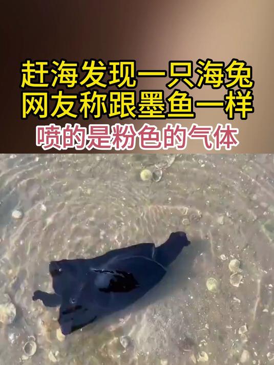 赶海发现一只海兔 网友称跟墨鱼一样 喷的是粉色的气体