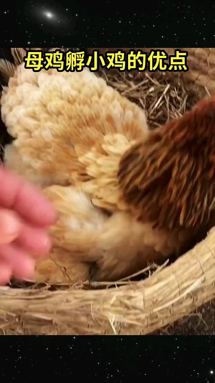 母鸡孵化小鸡的优点有哪些