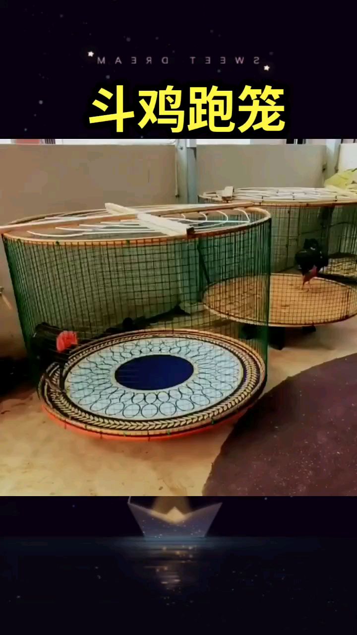 想要斗鸡体力好,跑笼离不了