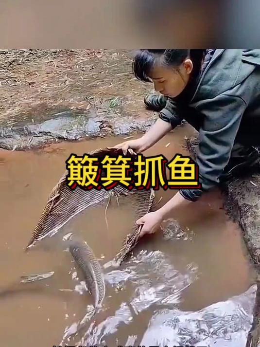 簸箕抓鱼,大开眼界了