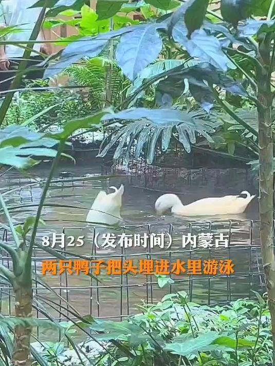 两只鸭子把头埋在水里游泳，世界奇奇怪怪，总有人陪你，可可爱爱