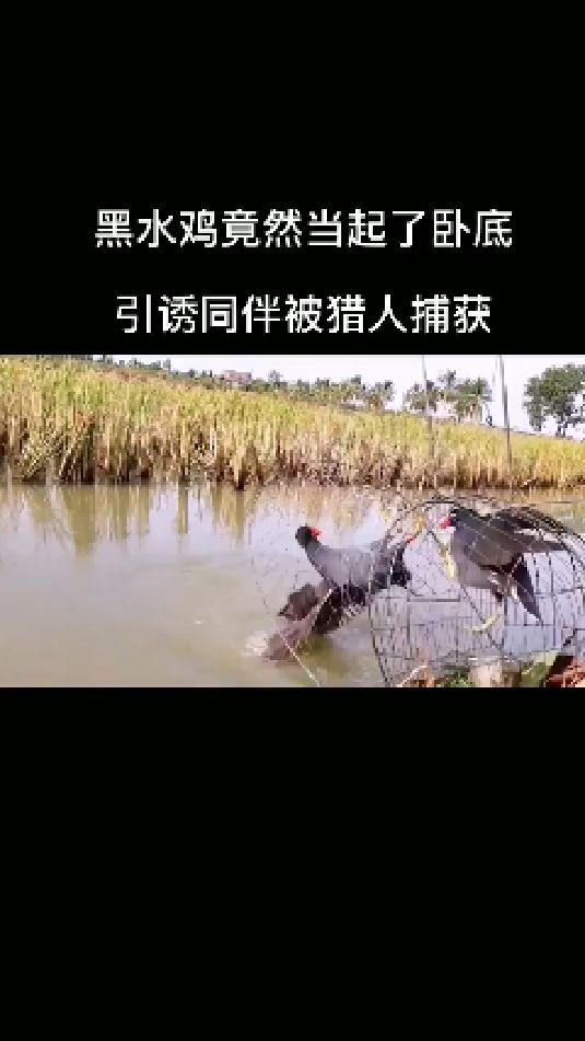 黑水鸡是种领域性极强的动物,看看国外小哥是如何捕猎的