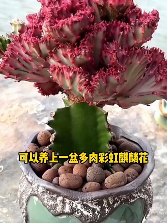 麒麟寓意着吉祥祥瑞之说,家里一定要养上一盆!