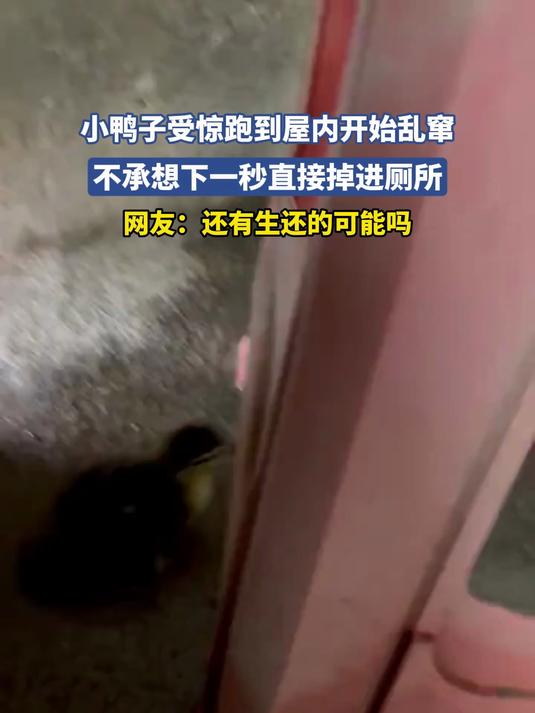小鸭子受惊跑到屋内开始乱窜,不承想下一秒直接掉进厕所,网友:有生还的可能吗#乘风计划#
