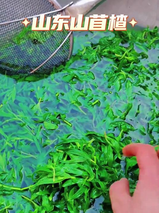 被名字耽误的宝藏野菜山苜楂，产自山东胶东深山里，清香鲜嫩不苦不柴！#山苜楂真香##舌尖上的
