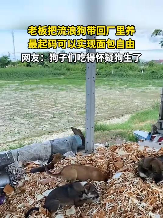 老板把流浪狗带回厂里养 最起码可以实现面包自由 网友:狗子们吃得怀疑狗生了