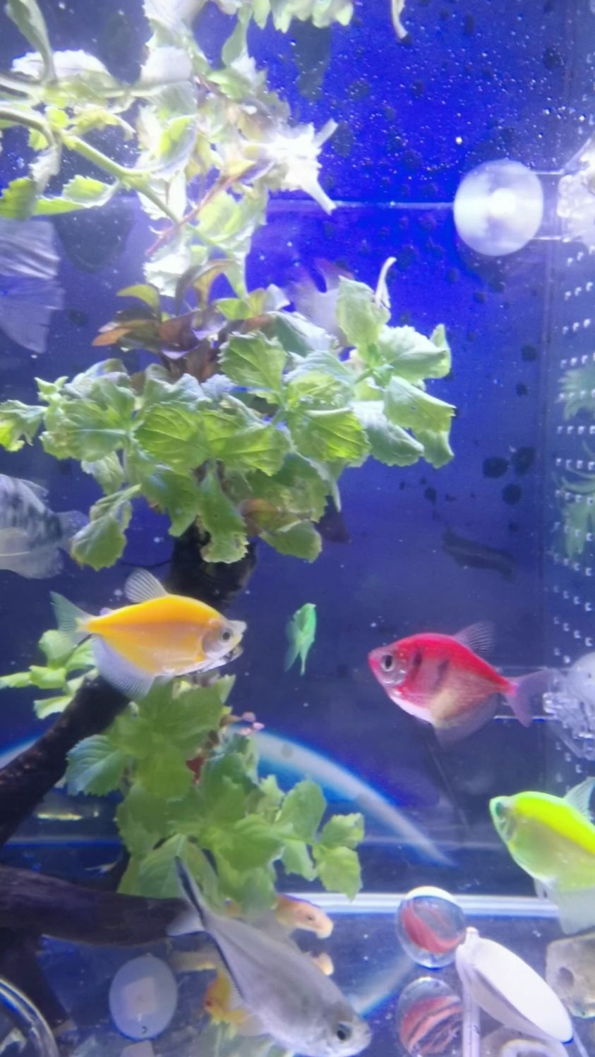 七彩天使鱼,两个色系,每个色7种颜色,如果真的想把天使养齐,你的鱼缸可以养14种颜色