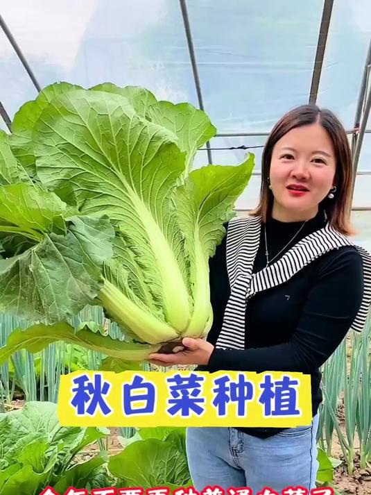 秋白菜怎么种?掌握这些种菜技巧,大白菜高产不是梦