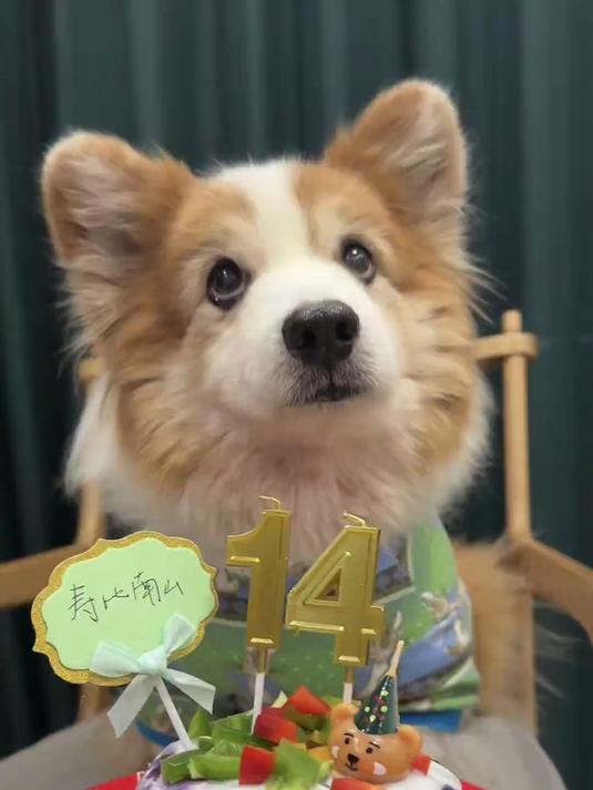 波波14岁啦！三小只一起过生日 快乐呀～ #优质视频激励计划#