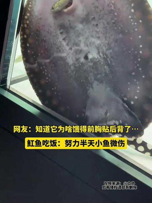 魟鱼吃饭:努力半天,小鱼微伤