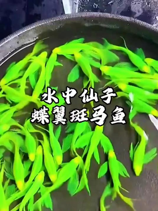 家里有鱼缸？养绿翡翠蝶翼斑马鱼，无过滤氧气也能养好