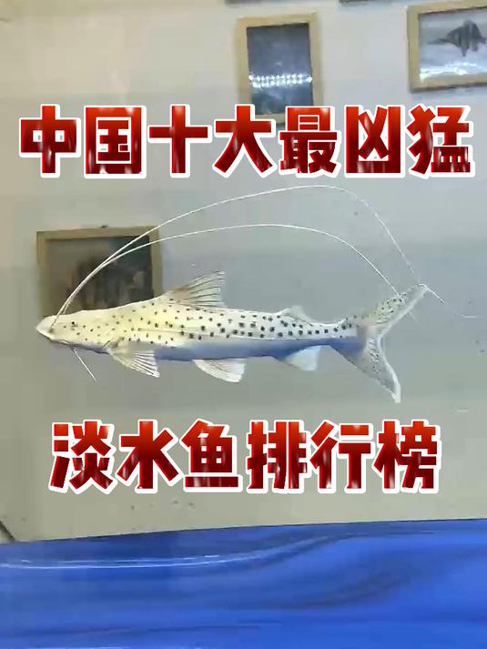 中国十大最凶猛的淡水鱼排行榜