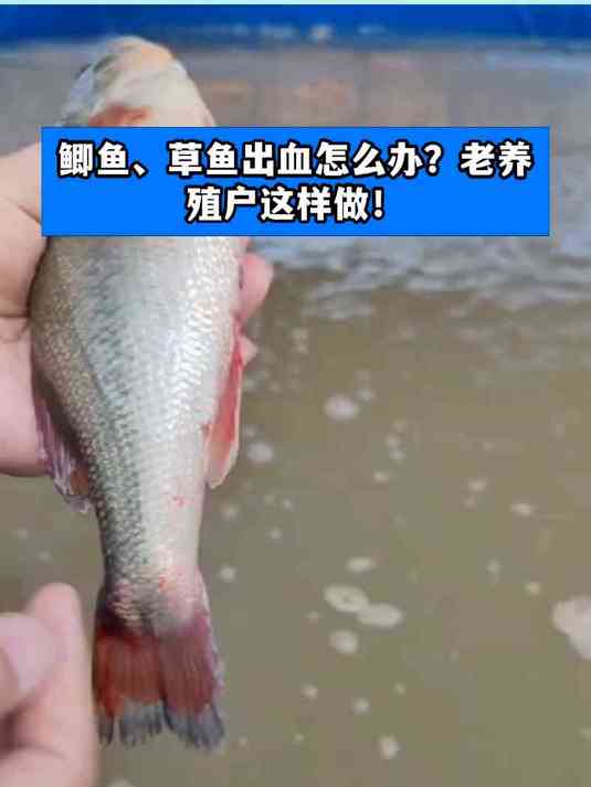鲫鱼、草鱼出血怎么办?老养殖户这样做!