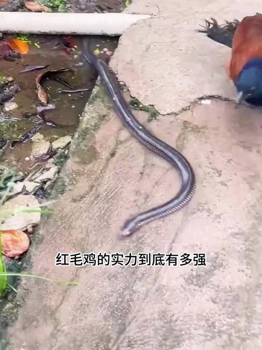 红毛鸡的实力到底有多强,剧毒的毒蛇做梦也不会想到自己会被吃