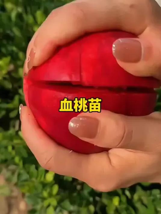 血桃苗现挖现发,果大离核南北方可种,养不活免费补苗