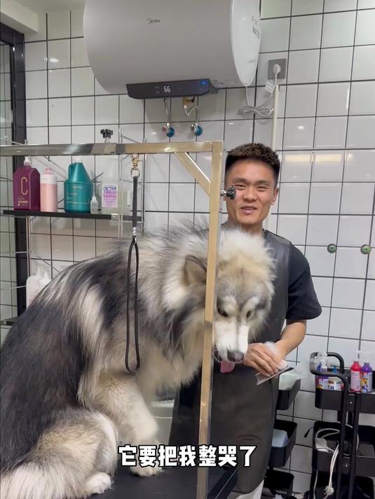 日常洗护 阿拉斯加 又是头痛的一天 巨痛