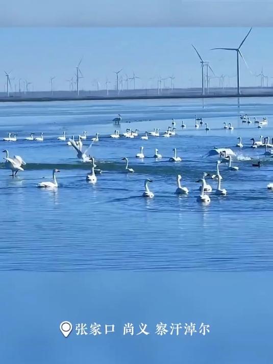 看!察汗淖尔变身“天鹅湖”