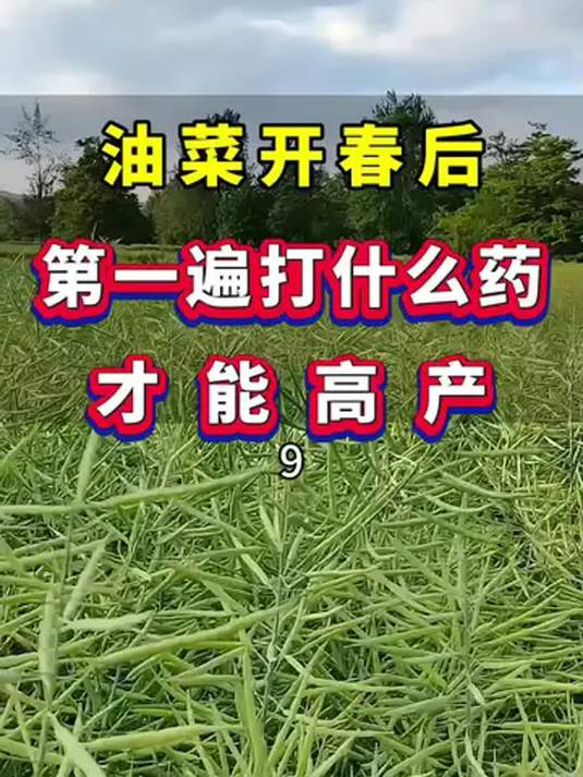 开春油菜打第一遍药 追肥配方助高产