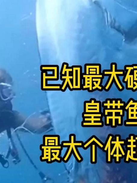 最大硬骨鱼,皇带鱼,最大个体超11米