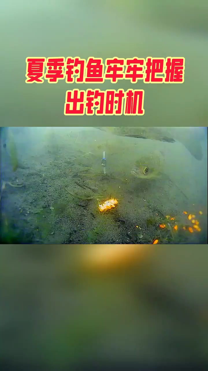 夏季钓鱼 出钓时机把握