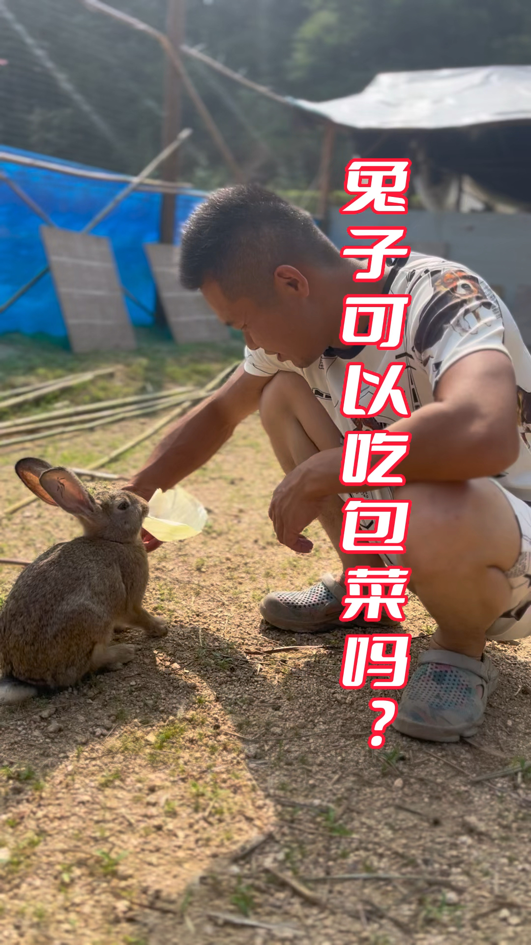 兔子可以吃包菜吗?