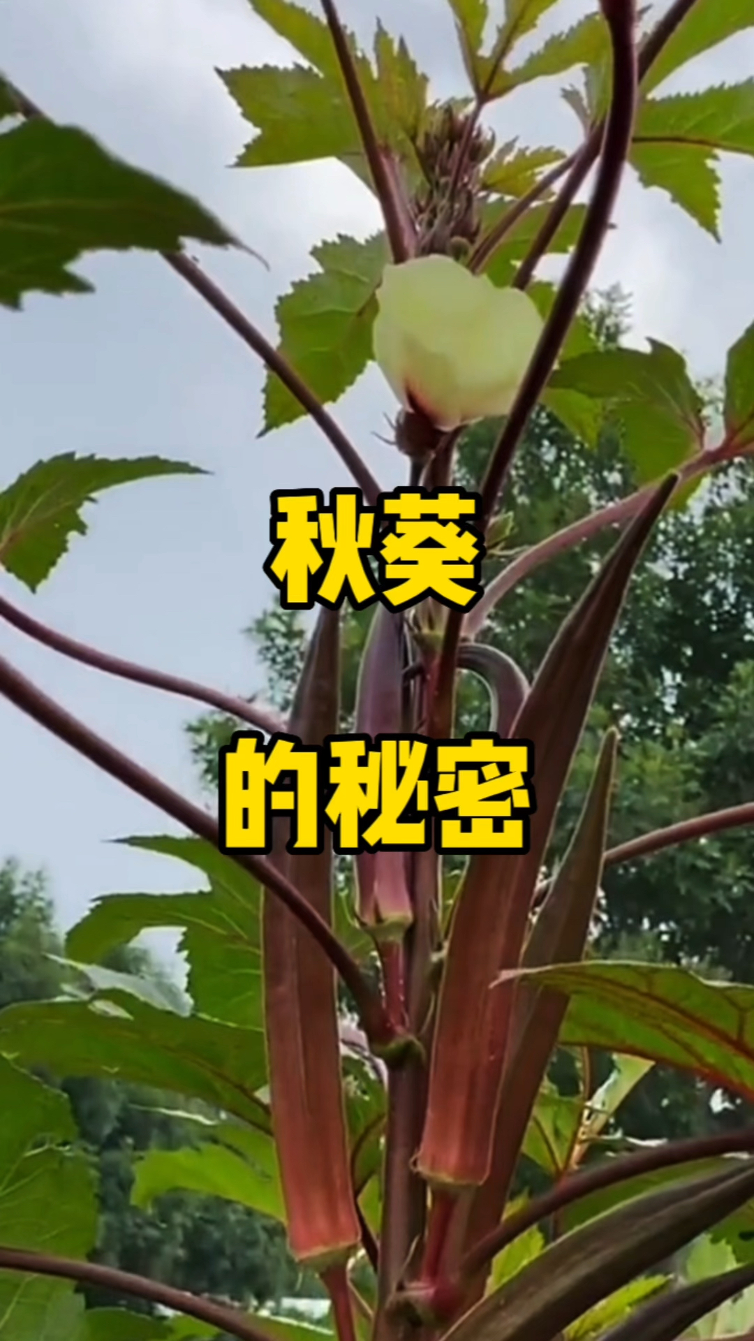 秋葵的茎叶,花朵,果实都能食用您知道吗