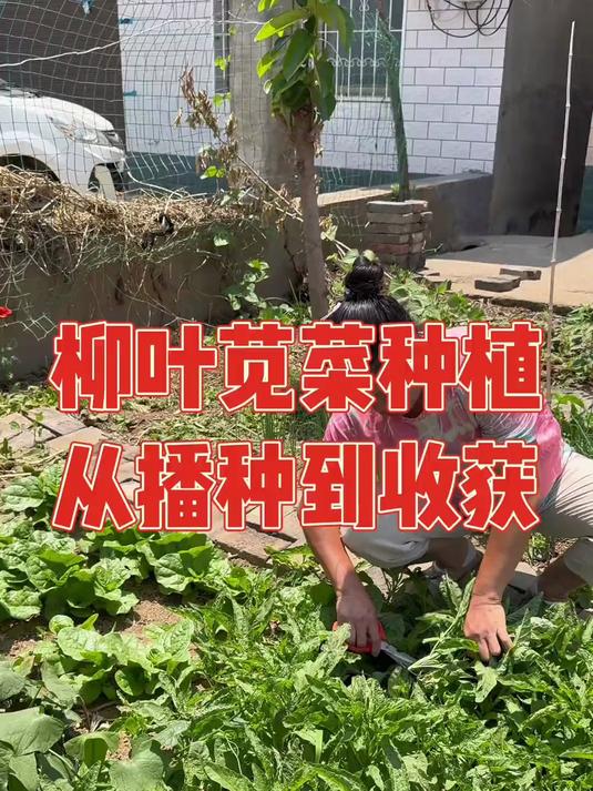 去年种了两个平方的柳叶苋菜，嫩得邻居都抢着摘