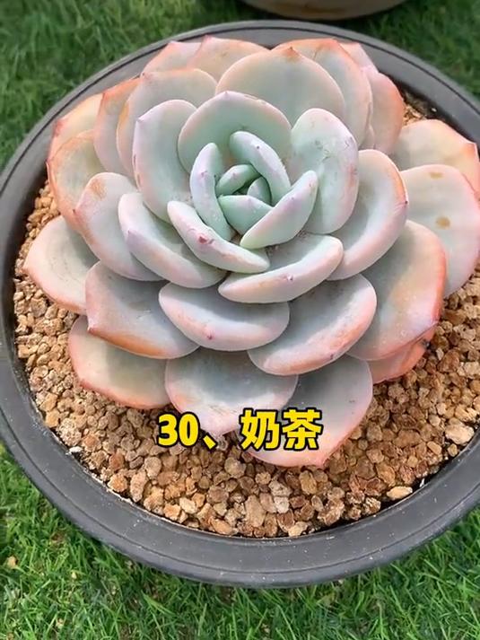 爱生活爱多肉晒晒我的花花草草
