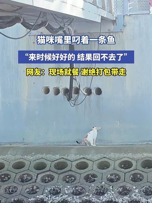猫咪嘴里叼着一条鱼,“来时候好好的,结果回不去了”
