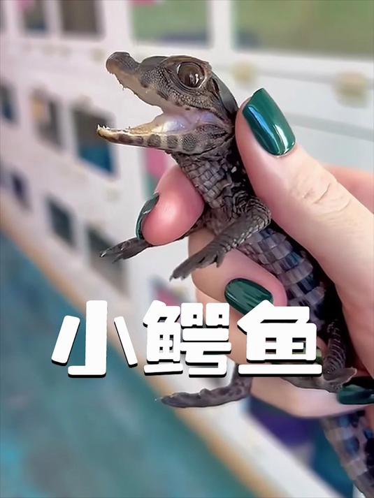 男孩野钓钓到凶萌小鳄鱼，带回家养大后，它竟成了最暖心的宠物
