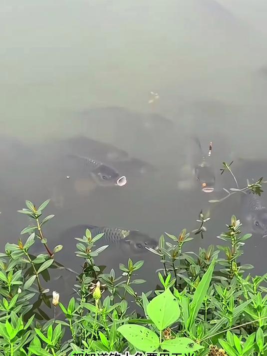 挂钩嫩玉米颗粒饵料:诱翘嘴鳊鱼草鱼鲤,户外垂钓挂饵即用超方便