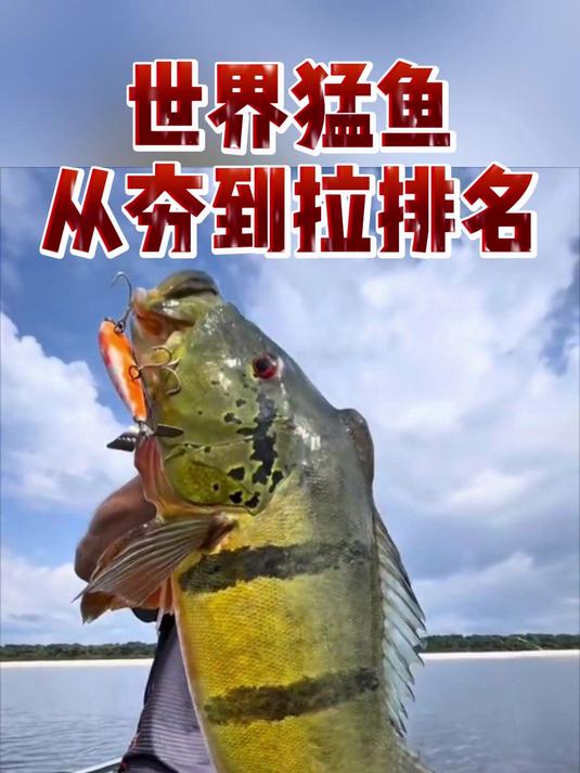 世界猛鱼从夯到拉排名