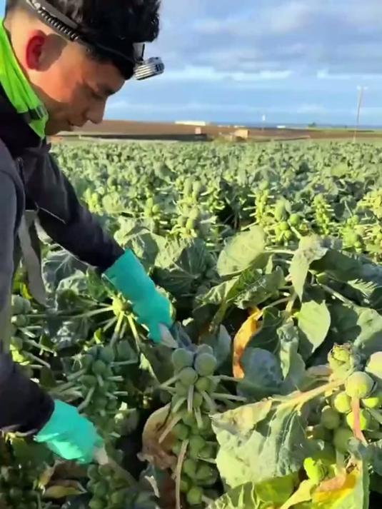 乒乓球大小迷你甘蓝口感独特营养丰富 #抱子甘蓝 #离谱 #看世界涨知识