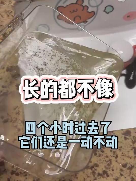 差点我就上当了……#六角恐龙鱼