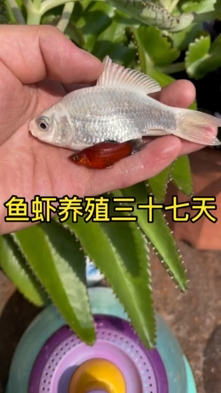 第一次见到这种银色的鱼