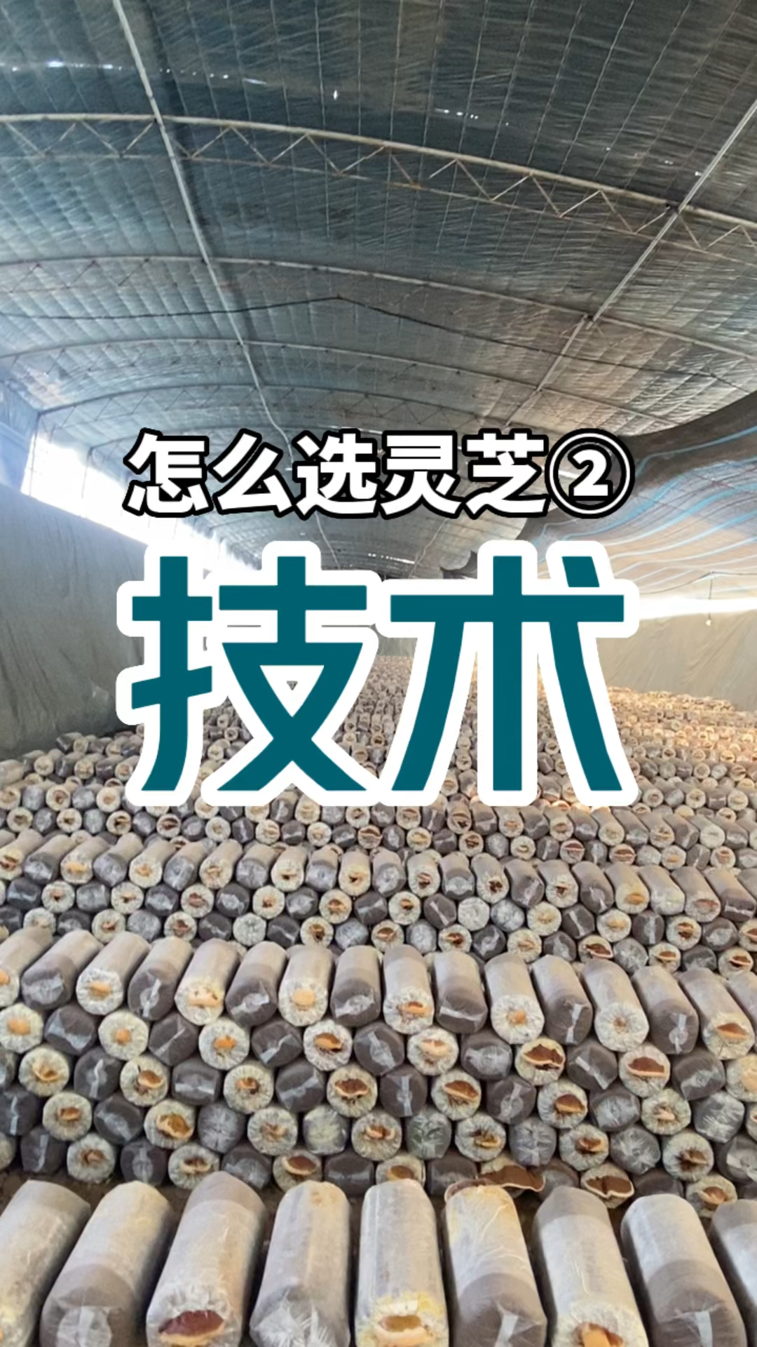 仿野生人工灵芝无土栽培技术,灵芝孢子粉发展趋势