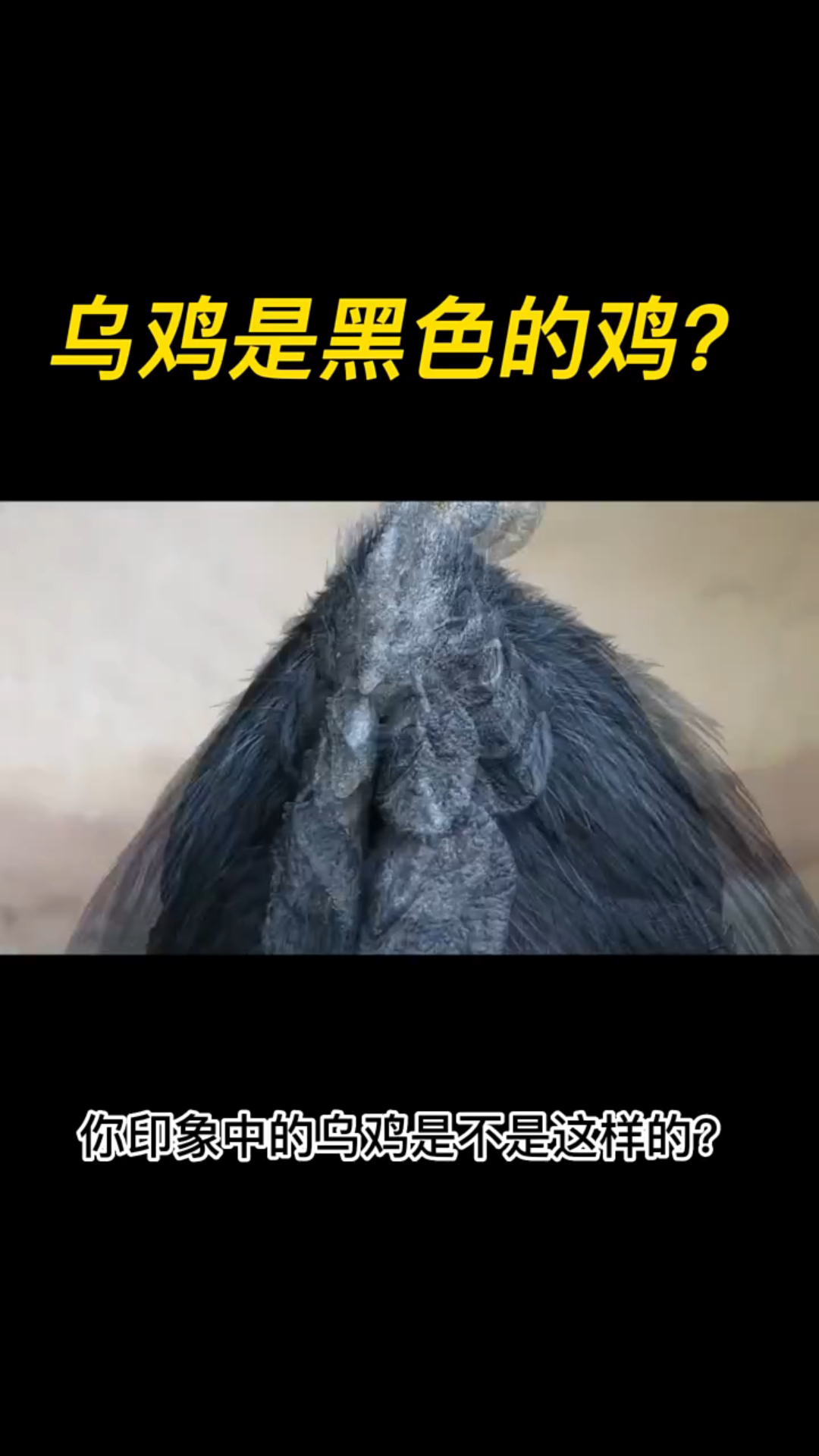 乌鸡是黑色的鸡?