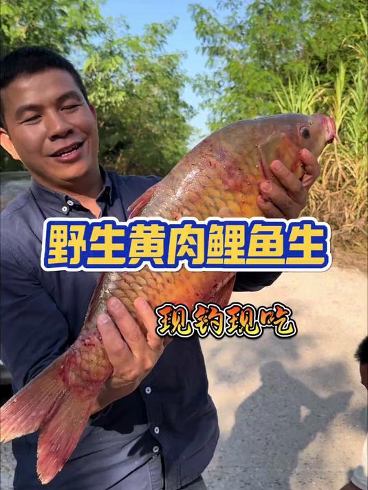 野生黄肉鲤鱼现钓现吃，直接搞鱼生就是鲜甜啊