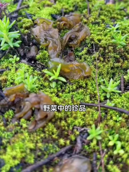 只有雨天才能捡到的美味,地衣菜的真实身份,很多人都猜错了