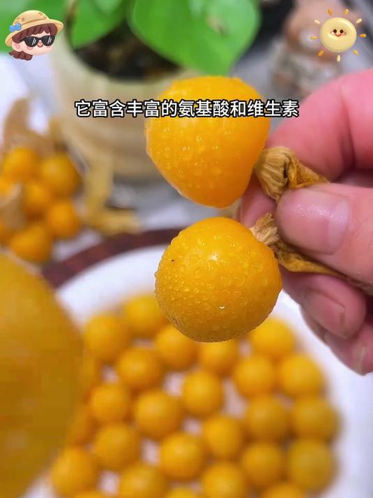 大山里的 “黄金果”!姑娘果天然无添加,鲜到骨子里