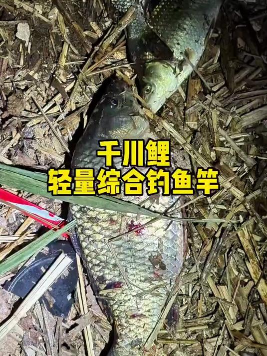 千川鲤系列鱼竿，手感非常好，久钓不累，腰力强，钓大鱼小鱼合适