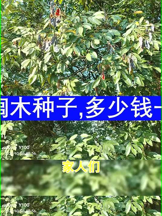 花榈木种子多少钱一斤